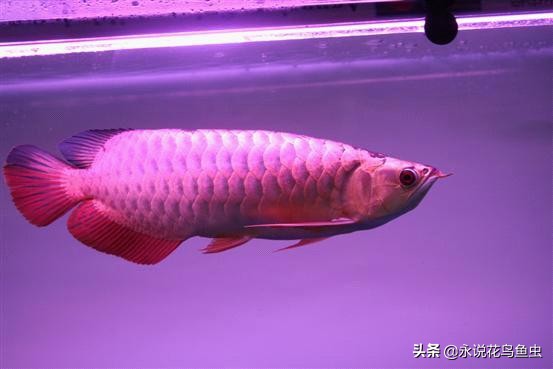 观赏龙鱼图片欣赏,观赏鱼欣赏龙鱼