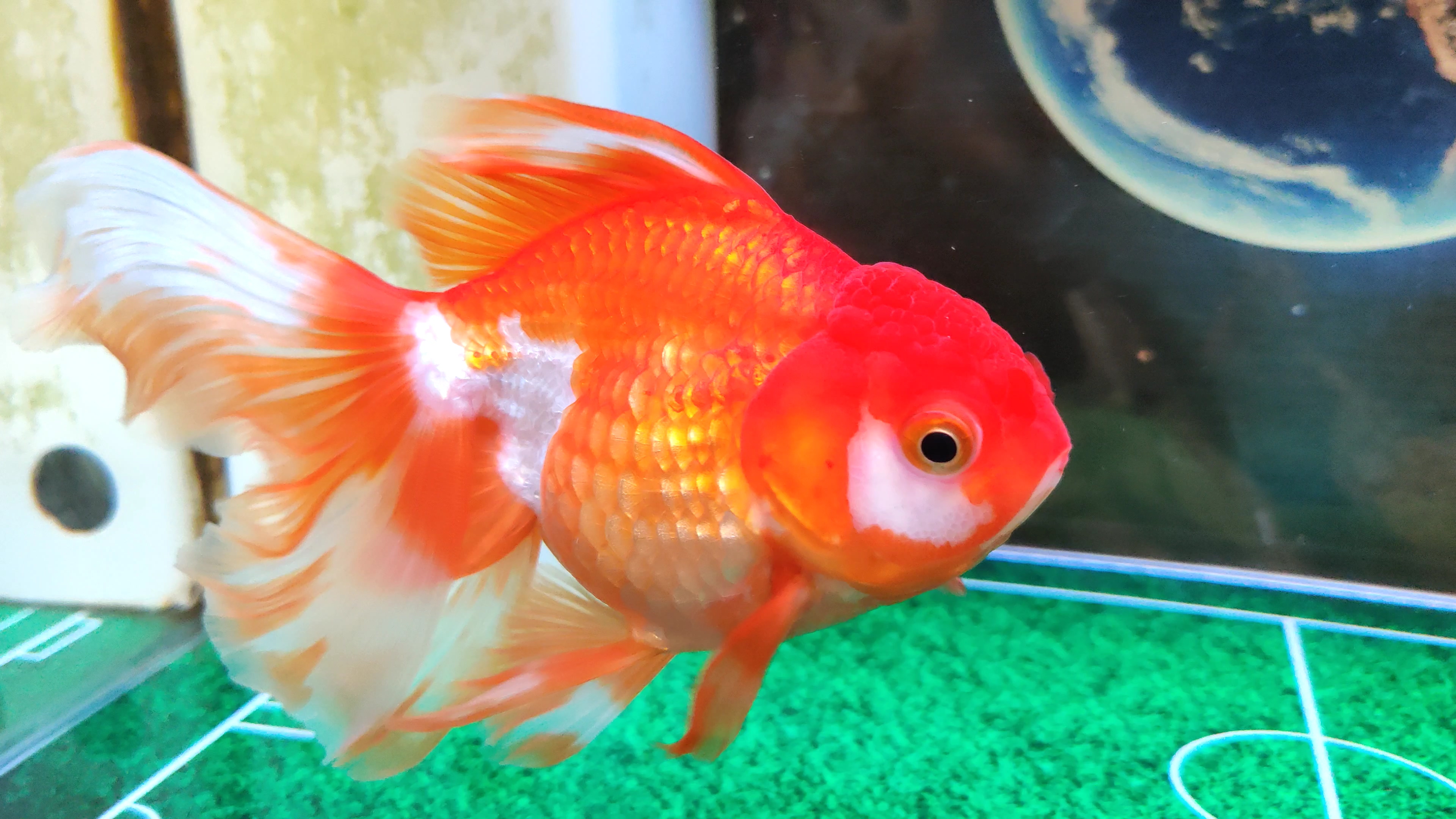 新手养鱼入门必买清单小鱼缸,无需打理无过滤懒人生态鱼缸