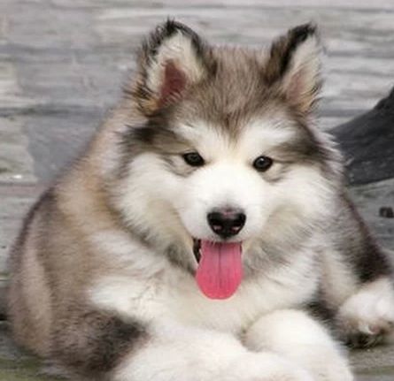 阿拉斯加雪橇犬有几种颜色,阿拉斯加雪橇犬是什么品种的狗