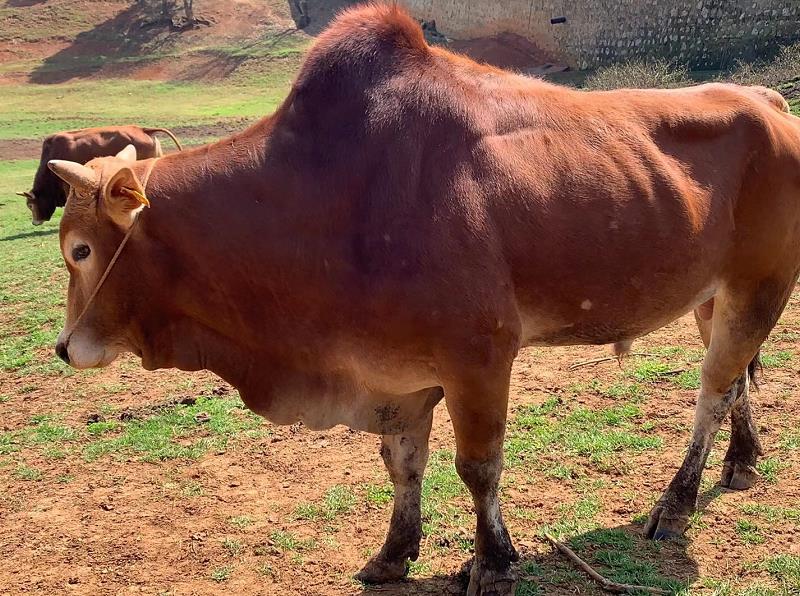 农村大叔养牛100头年收入100万,农村大叔养牛6000头