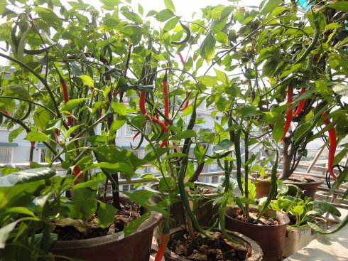 盆栽辣椒结果少,家里盆栽辣椒打枝的正确方法