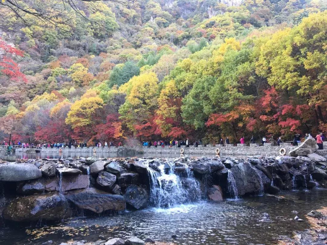 秋天来本溪赏枫叶,醉美枫叶季
