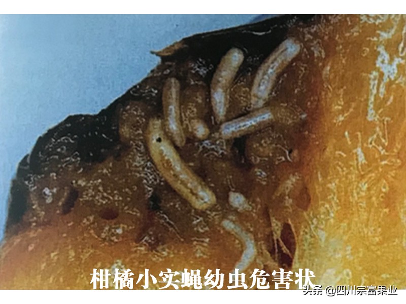 柑橘害虫图谱及防治方法,柑橘主要虫害防治大全现学现用