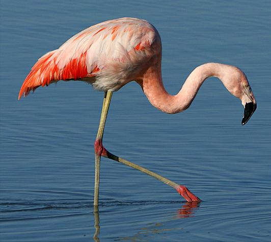 广东常见鸟类图谱图文,广东常见鸟类图谱