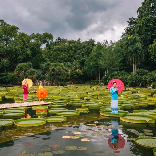 西双版纳泼水节野象谷,西双版纳旅游野象谷全攻略