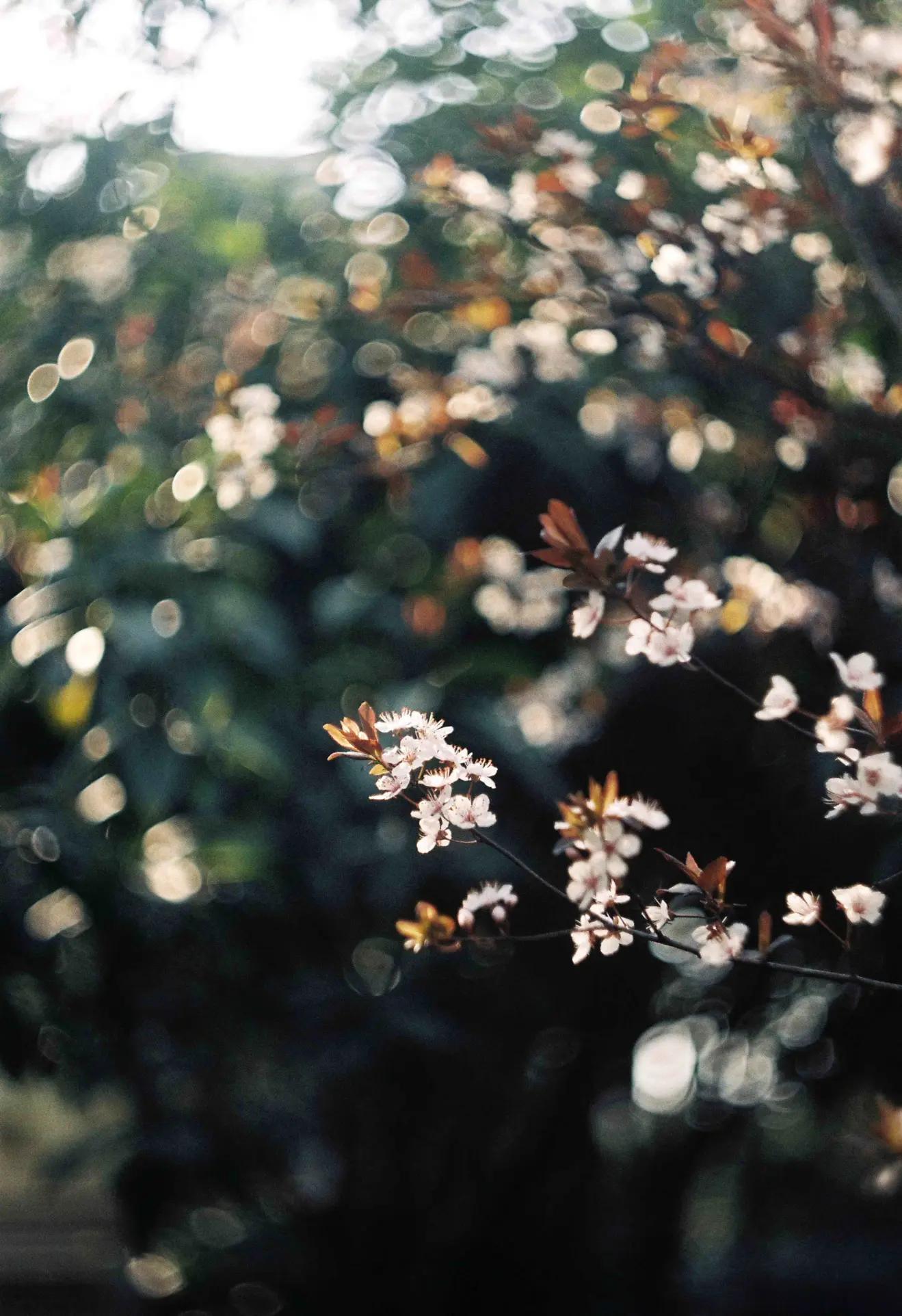 是谁发明了彩色相机,康泰时相机发展史