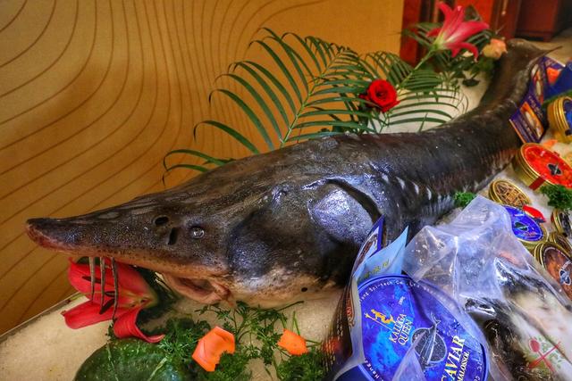 清蒸鲟龙鱼鱼子酱,三大美食鲟鱼鱼子酱