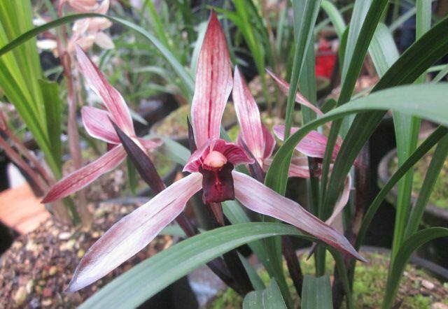 他是川兰界令人尊敬的老前辈，曾靠一颗艺草陆陆续续获利千万余元