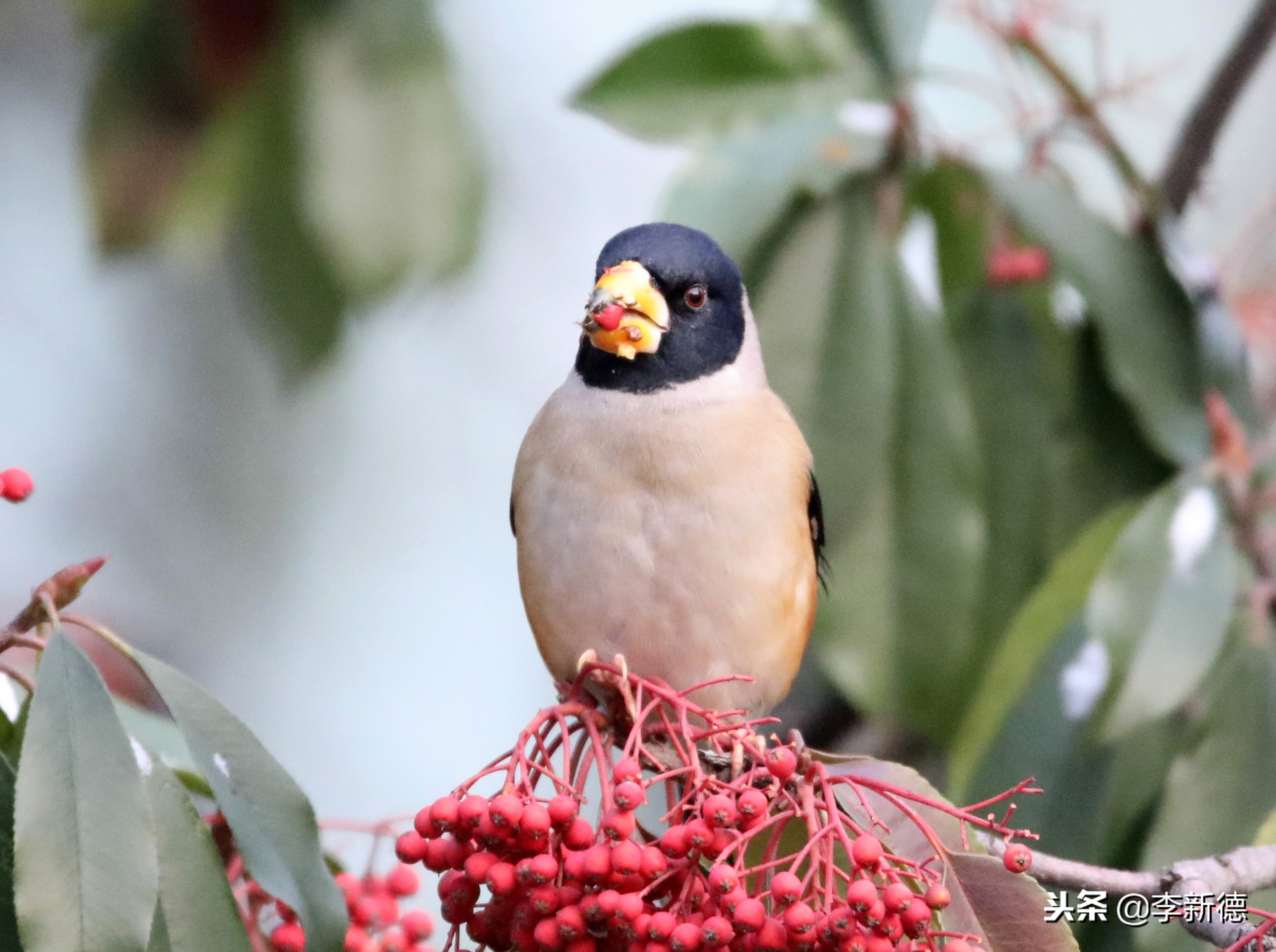 安徽合肥：大雪过后阳光灿烂，铜嘴鸟在树上觅食