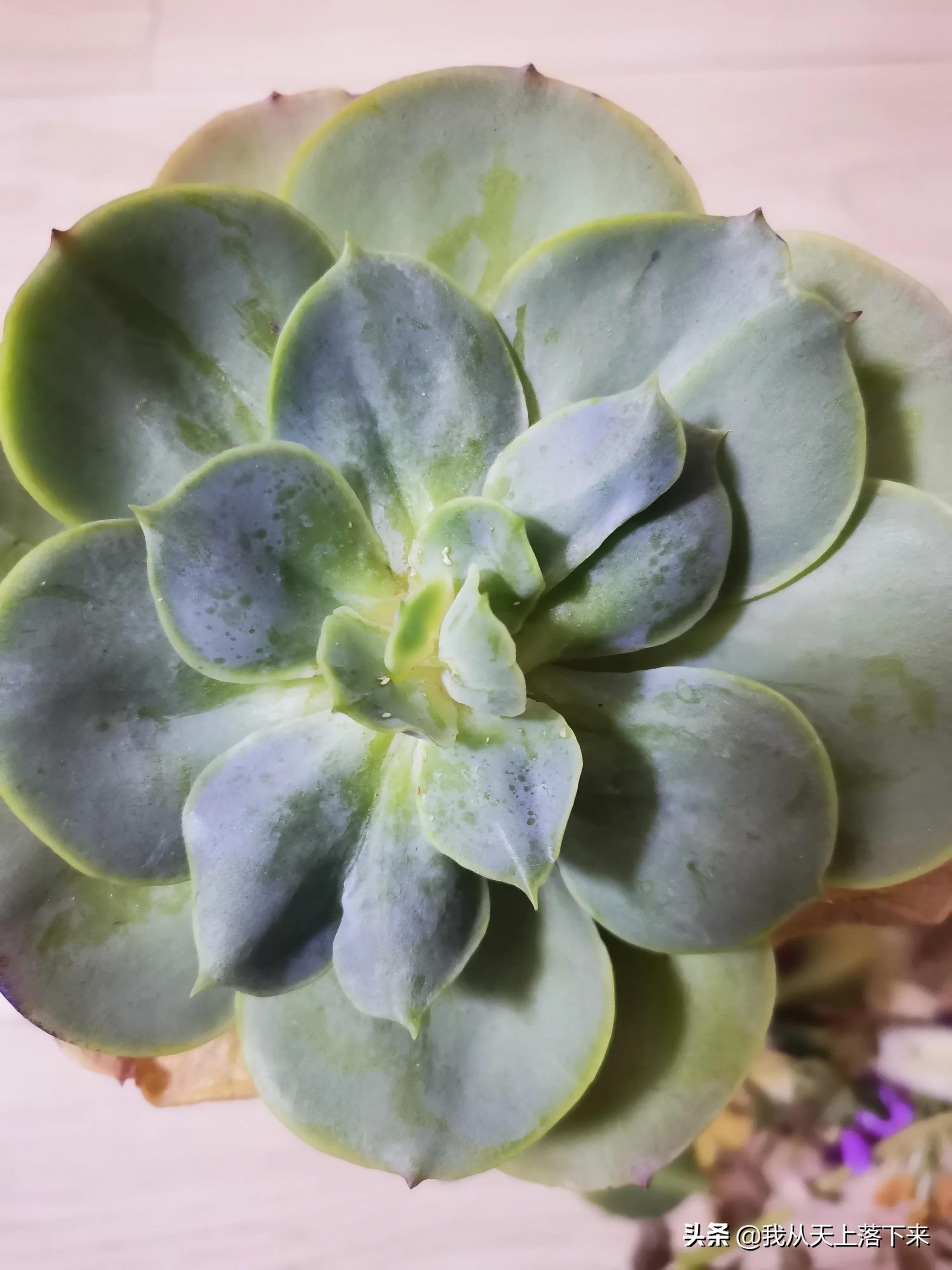 100张花朵美图,100张花图片大全