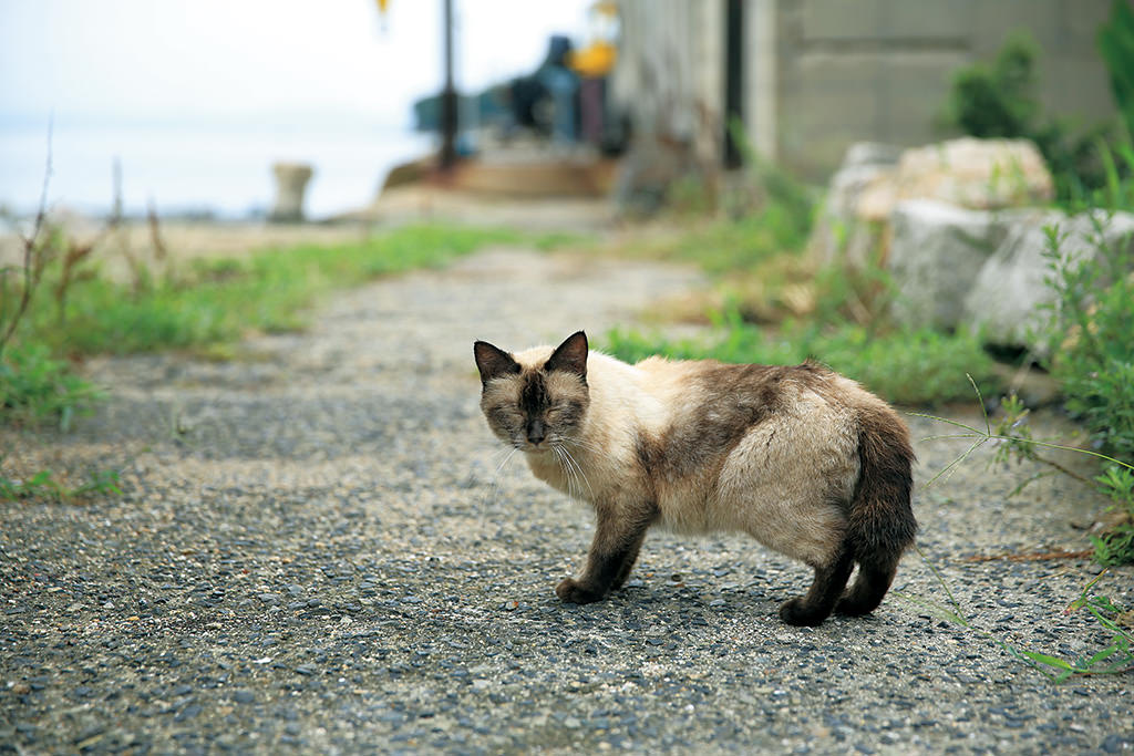 摄影小白怎么学会构图,摄影精准聚焦技巧