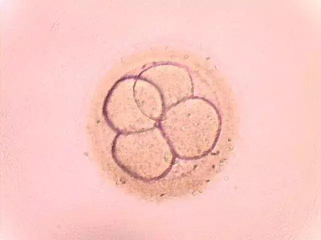 什么样的卵泡是好卵泡？如何健康怀孕？