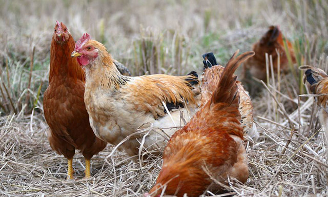 鸡寄生虫病的防治方法,鸡有蛔虫喂什么药