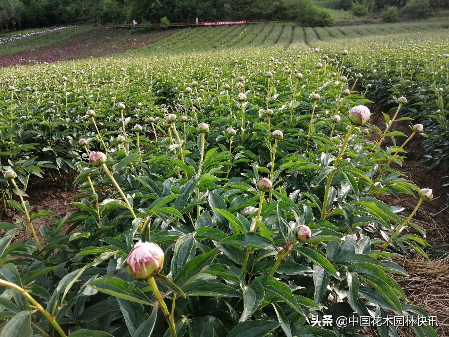 800支洛阳牡丹鲜切花出口加拿大探路成功