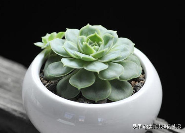 不透气的盆适合养什么植物,养多肉用陶瓷盆还是塑料盆