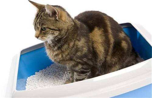 养猫有异味空气净化器好用吗,养猫怎么养家里干净无异味