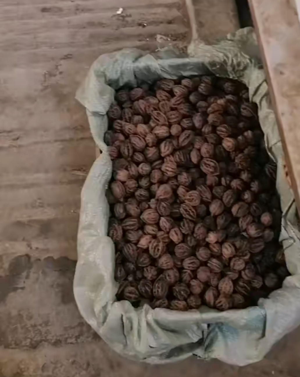 开口笑松子大颗粒,开口笑榛子和松子