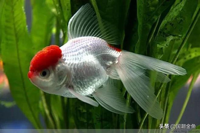 家庭养鱼小技巧和方法,观赏养鱼的方法和技巧