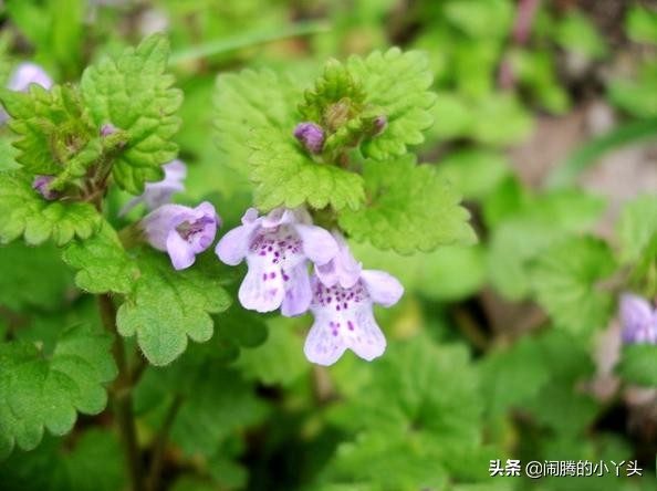 活血丹草分布,活血丹