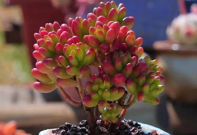 好养又易爆盆的多肉,多肉爆盆小仙人球