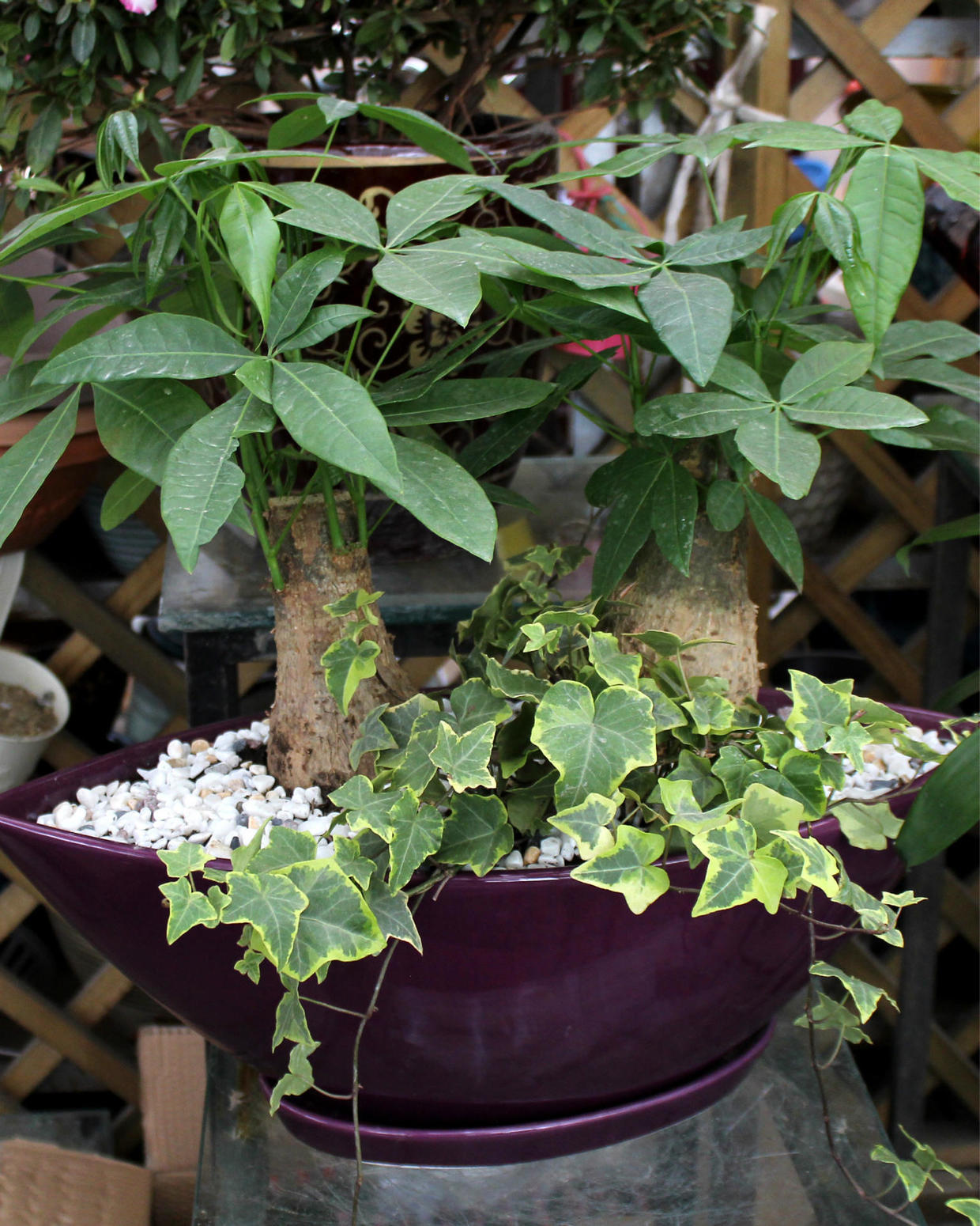 招财养什么绿植好养活呢,什么绿植好养又招财