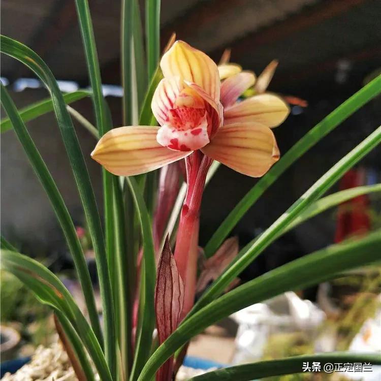 为什么兰花被称为国兰,为什么兰花又叫国兰