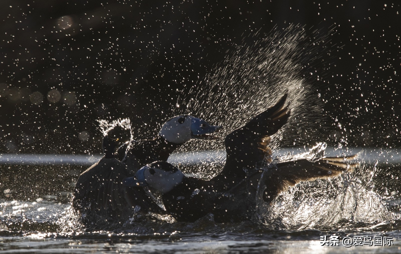 鸟类最好看的照片,100张绝美鸟类图片