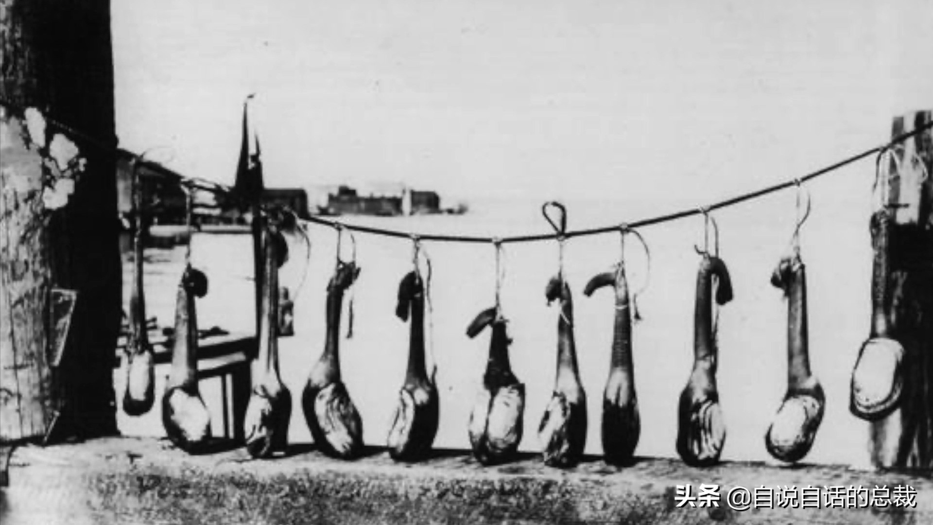 蛤、蚶、蛏、蚝、蚬有什么区别？这是一群美味海怪与人类的故事