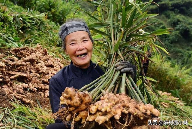 如何种植可以提高生姜的产量,生姜怎么种植有更高的产量