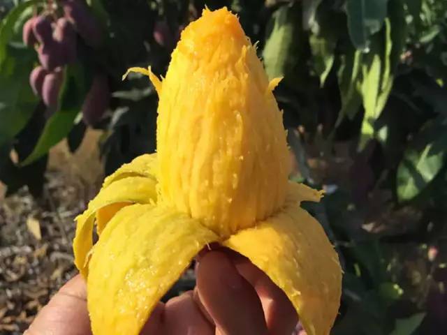 端午节前有哪三种水果最好别吃,端午前后这3种水果尽量少吃