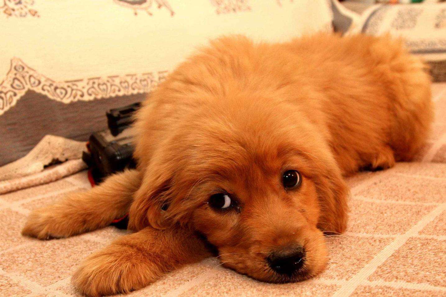 新手养狗的2大注意事项,新手养狗技巧和注意事项