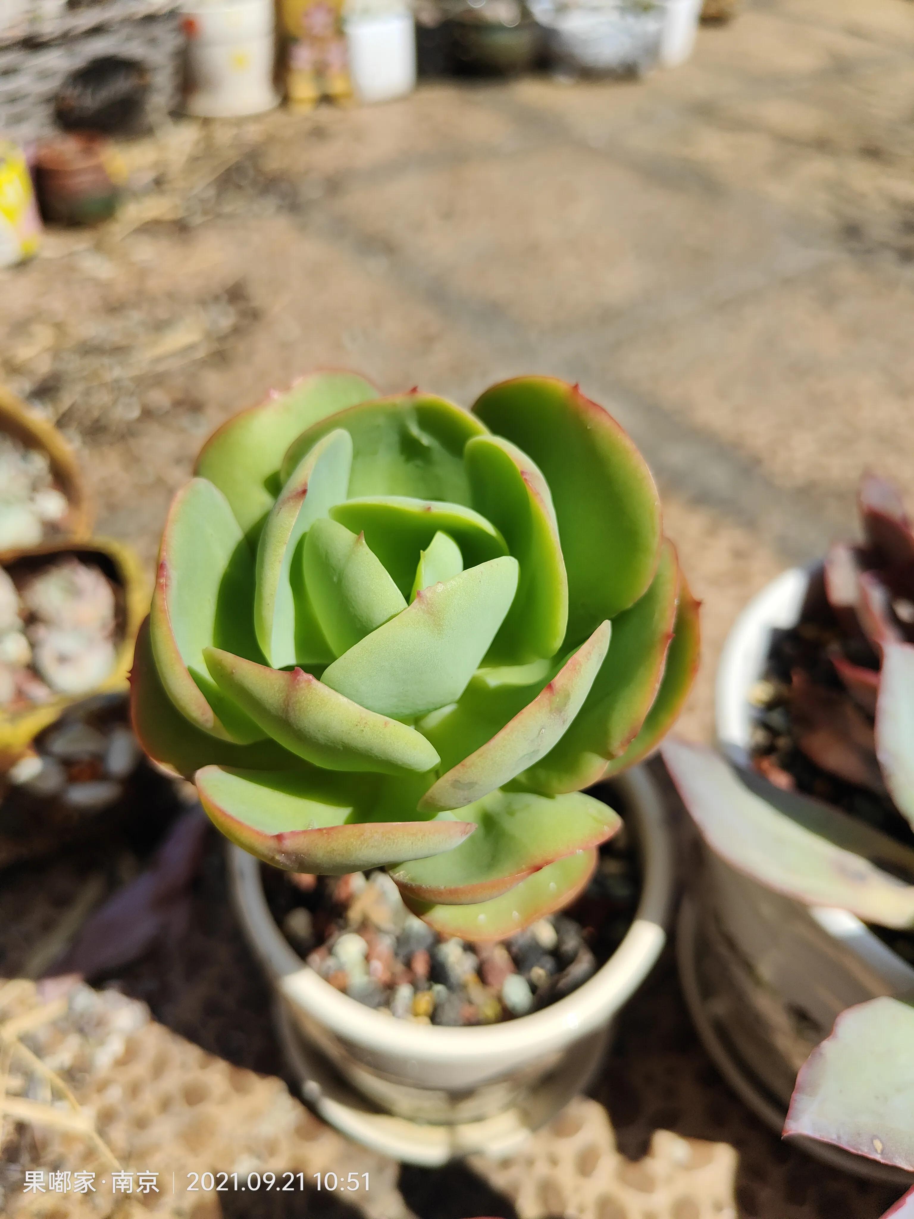 肉肉们比咱们想象中的坚强多了