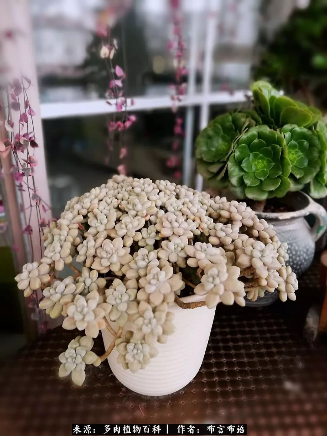 多肉的真实生活感悟,多肉的生活感悟