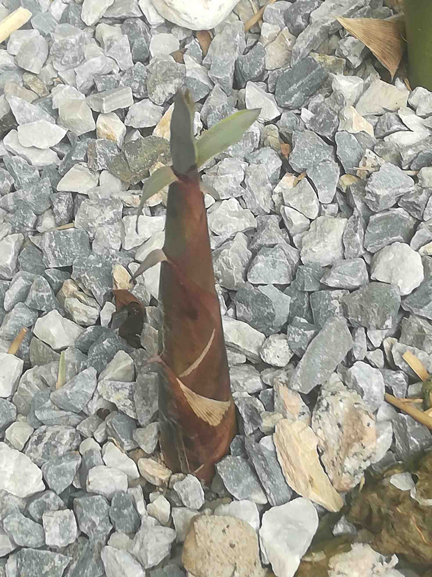 多图：竹笋的顽强生命力，远超您的想象