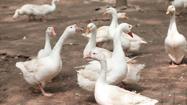 养鹅养殖户盲目跟风,想养鹅怎么办