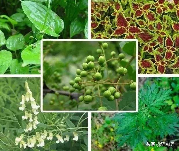 螨虫的小红疙瘩如何消退,家里有螨虫过敏者