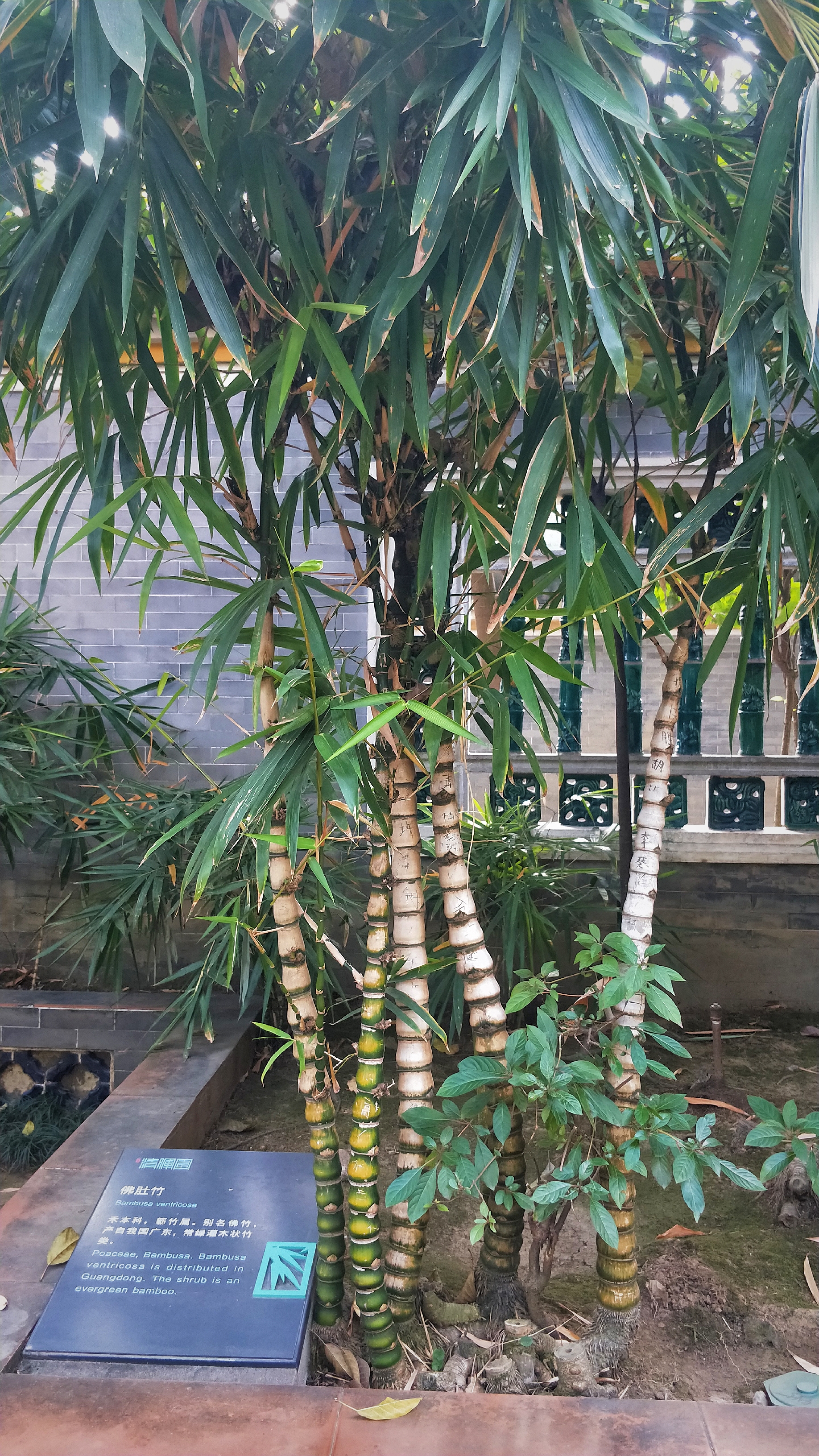 羊城八景彩色玻璃,顺德清晖园羊城八景图片