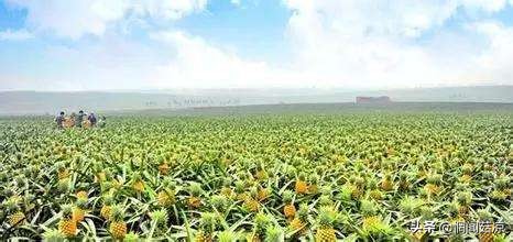 扒一扒那些惊艳了你的名字,扒几种你不一定吃过的水果