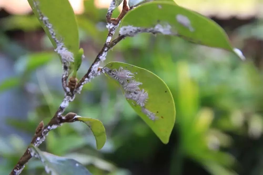 花卉上长了白色的虫怎么办,花卉上的白色小虫子