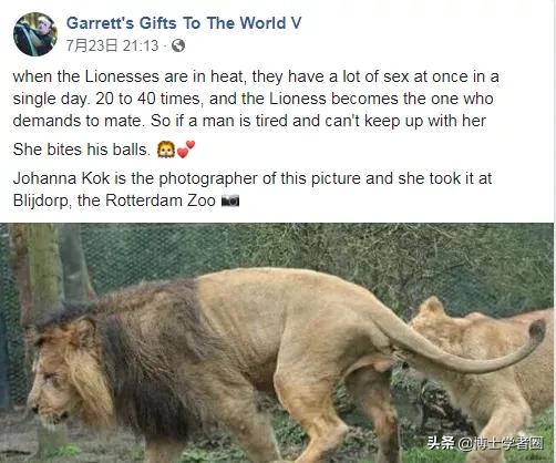母狮一天发情40次,还追着公狮咬蛋蛋?根本不是这样啊....