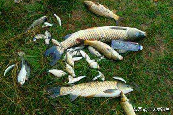 钓大鱼双铅坠钓法,梅州钓法适合钓大鱼吗