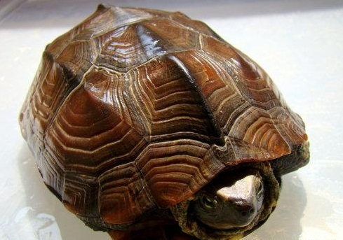 有这6个症状的人要注意啦,拥有6个特征说明你很健康