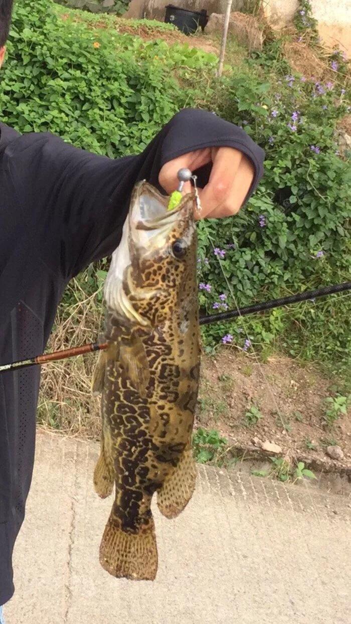 鳜鱼是不是最好的淡水鱼,淡水鱼种类介绍鲤鱼