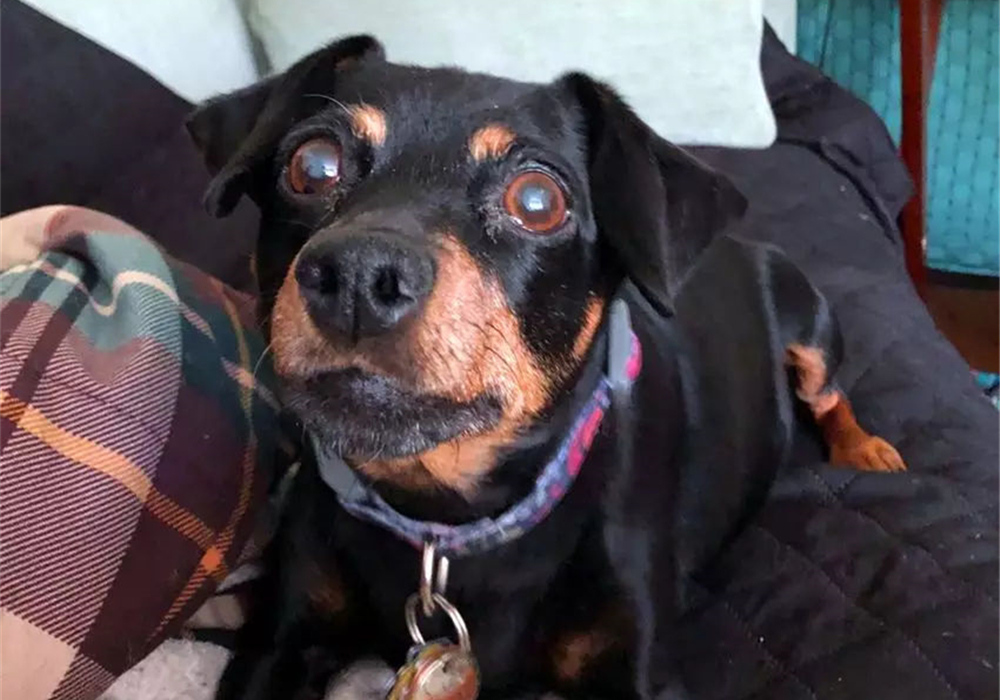 辟谣羊奶比鲜牛奶好,羊奶粉谣言