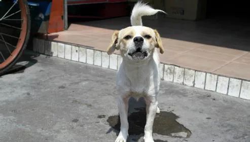 狗狗一兴奋就漏尿这是病吗,狗狗一兴奋就尿尿怎么回事