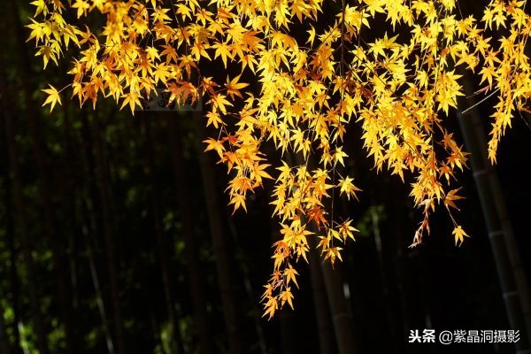 700年历史的日本小寺,为了看秋叶要买两次票,一次比一次贵