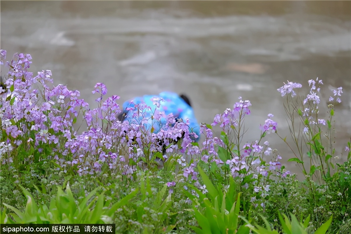 紫色花海好看的地方,北京冷门小众公园藏着粉黛花海