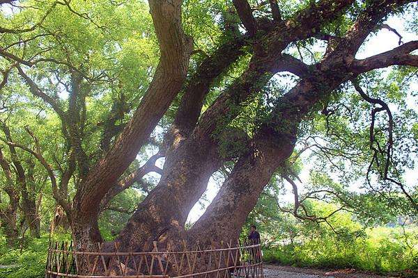 中国第一古樟树林,樟树千年古樟