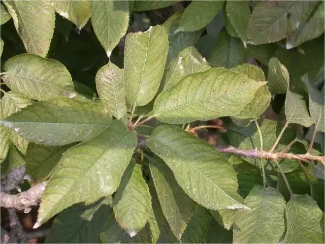 大樱桃如何防治果蝇虫害,樱桃园果蝇怎么防治