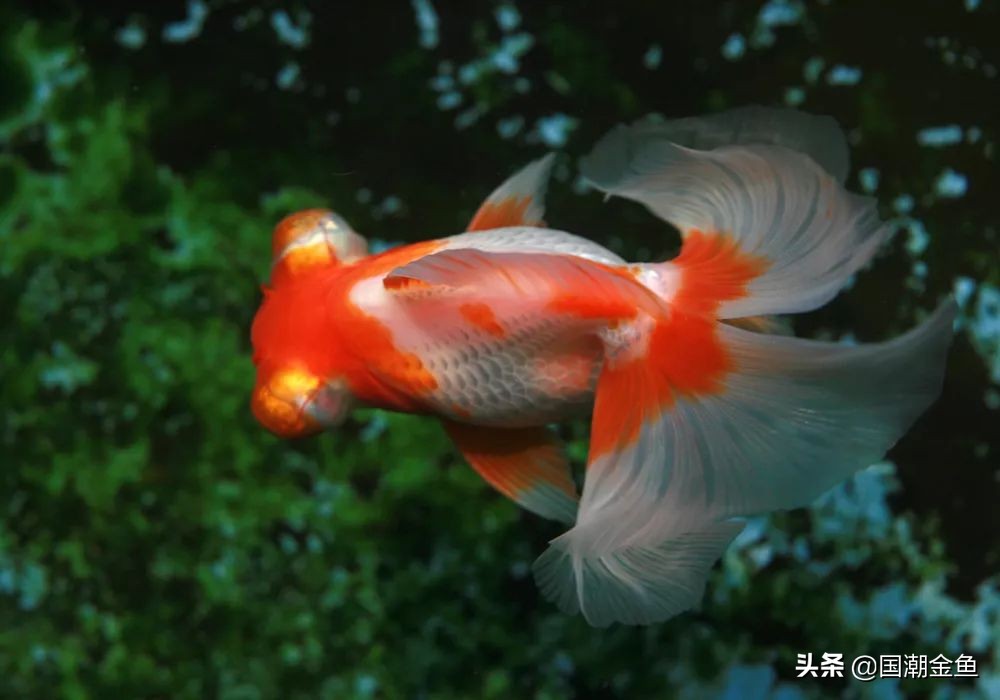 中国的金鱼产地在哪里,中国金鱼三大产地